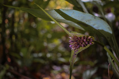 Rapateaceae