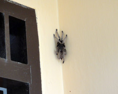 Selenocosmiinae