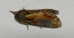 Notodonta scitipennis