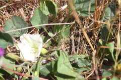 Calystegia subacaulis