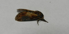 Notodonta scitipennis