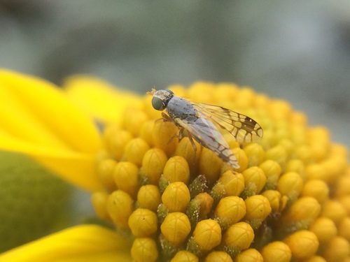 Trupanea imperfecta