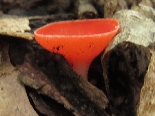 stalked scarlet cup