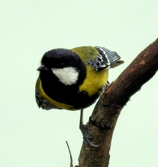 Parus monticolus