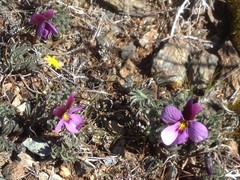 Viola beckwithii
