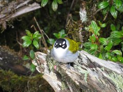 Phaenicophilus palmarum