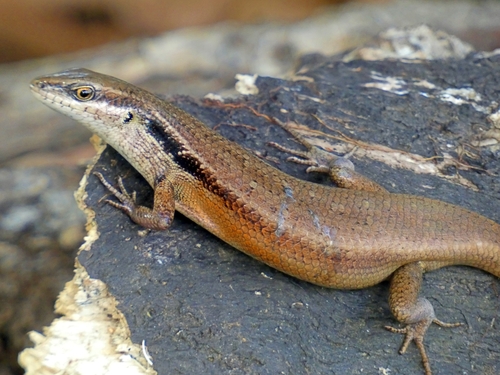 Closed-litter Rainbow-skink, Carlia longipes