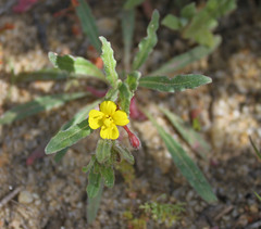Camissoniopsis lewisii