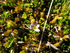 Euphrasia dyeri