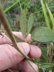 Mimosa debilis