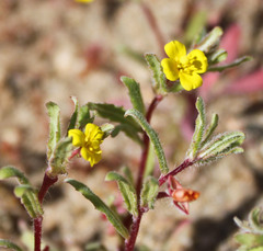 Camissoniopsis lewisii
