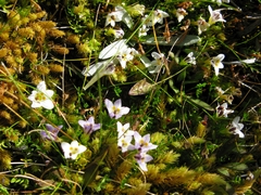 Euphrasia dyeri