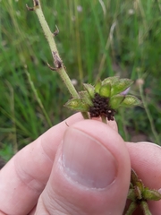 Mimosa debilis