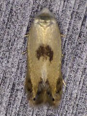 Opostegidae