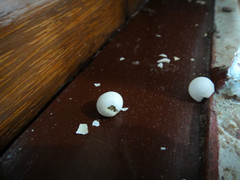 Hemidactylus frenatus