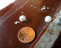 Hemidactylus frenatus