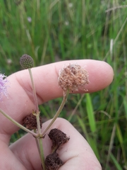 Mimosa debilis