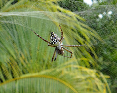 Cyrtophora moluccensis