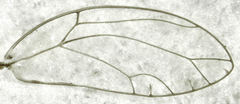 Bactericera cockerelli