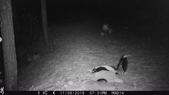 Mephitis mephitis estor