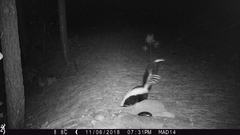 Mephitis mephitis estor