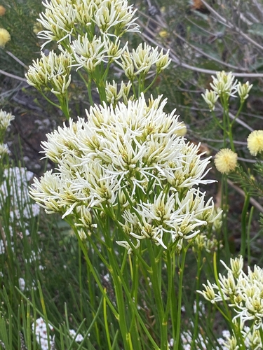 Conospermum teretifolium (Conospermum teretifolium)