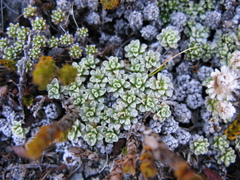Raoulia parkii