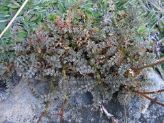 Acaena saccaticupula