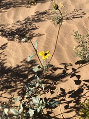 Helianthus niveus tephrodes
