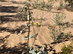 Helianthus niveus tephrodes