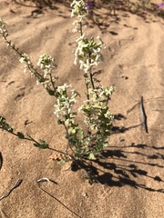 Dimorphocarpa pinnatifida