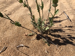 Dimorphocarpa pinnatifida