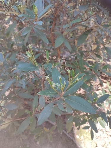 Image of Olearia viscosa by no rights reserved