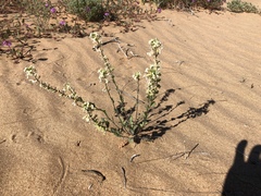 Dimorphocarpa pinnatifida