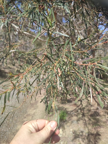 Image of White Peppermint (Eucalyptus pulchella) by no rights reserved