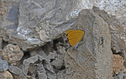 Perisama comnena