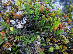 Chaerophyllum colensoi