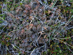 Acaena saccaticupula