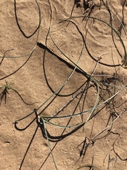 Triteleiopsis palmeri