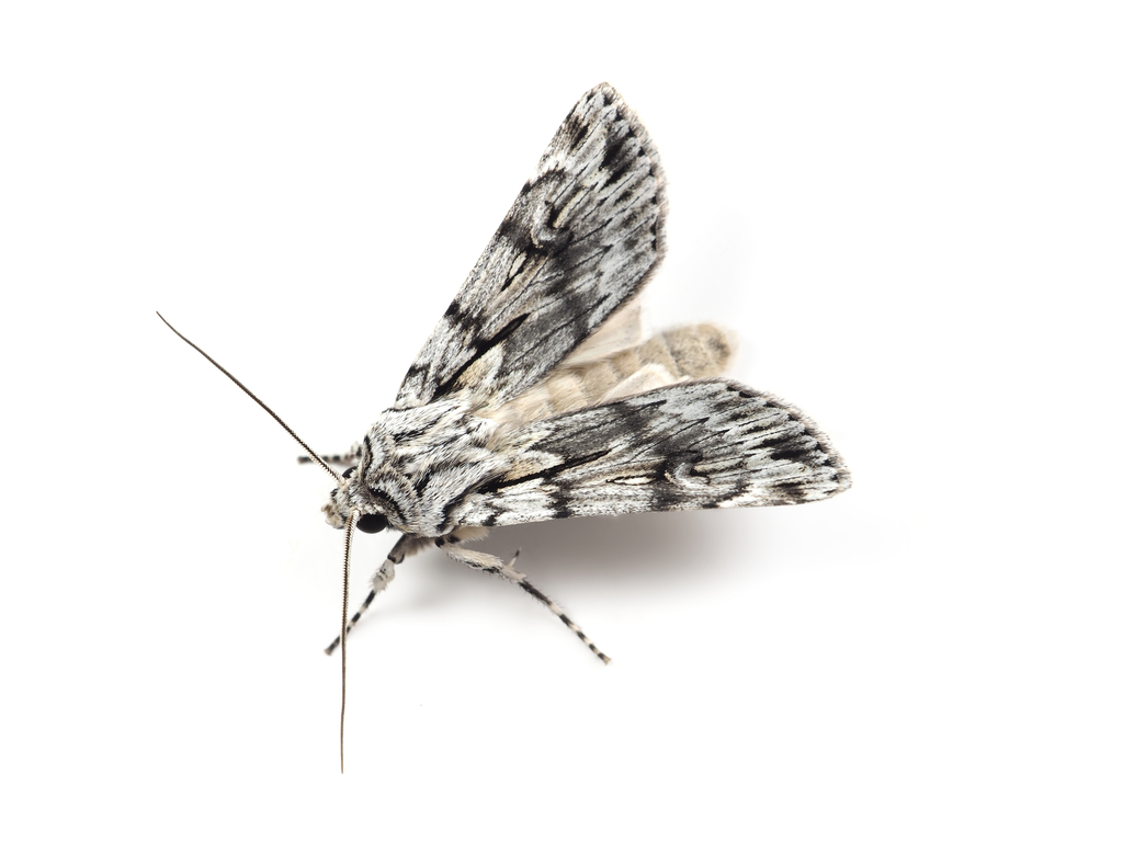 Agrotis militaris