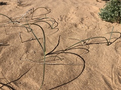 Triteleiopsis palmeri