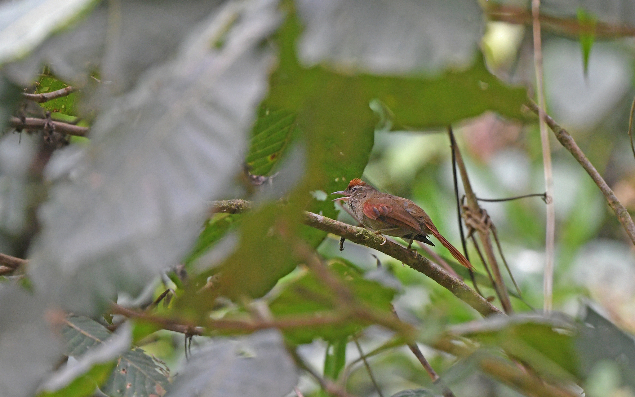 Ash-browed Spinetail (Cranioleuca curtata), photo 2