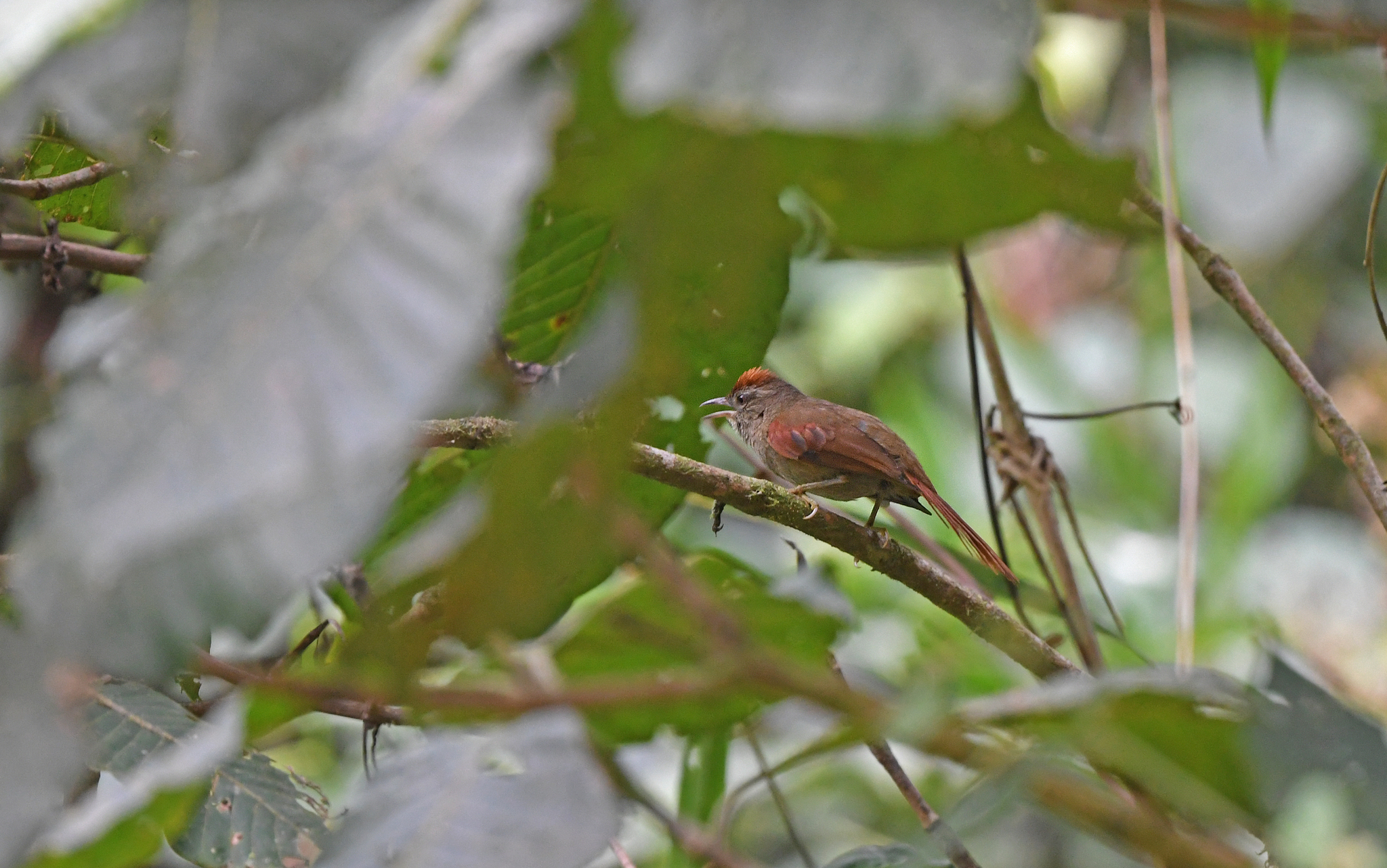 Ash-browed Spinetail (Cranioleuca curtata), photo 3