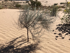 Eriogonum deserticola