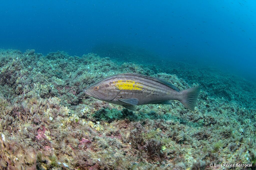 Goldblotch Grouper