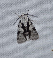 Acronicta funeralis