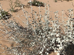 Eriogonum deserticola