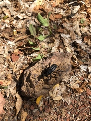 Aegorhinus albolineatus