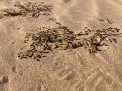 Euphorbia platysperma