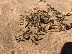 Euphorbia platysperma